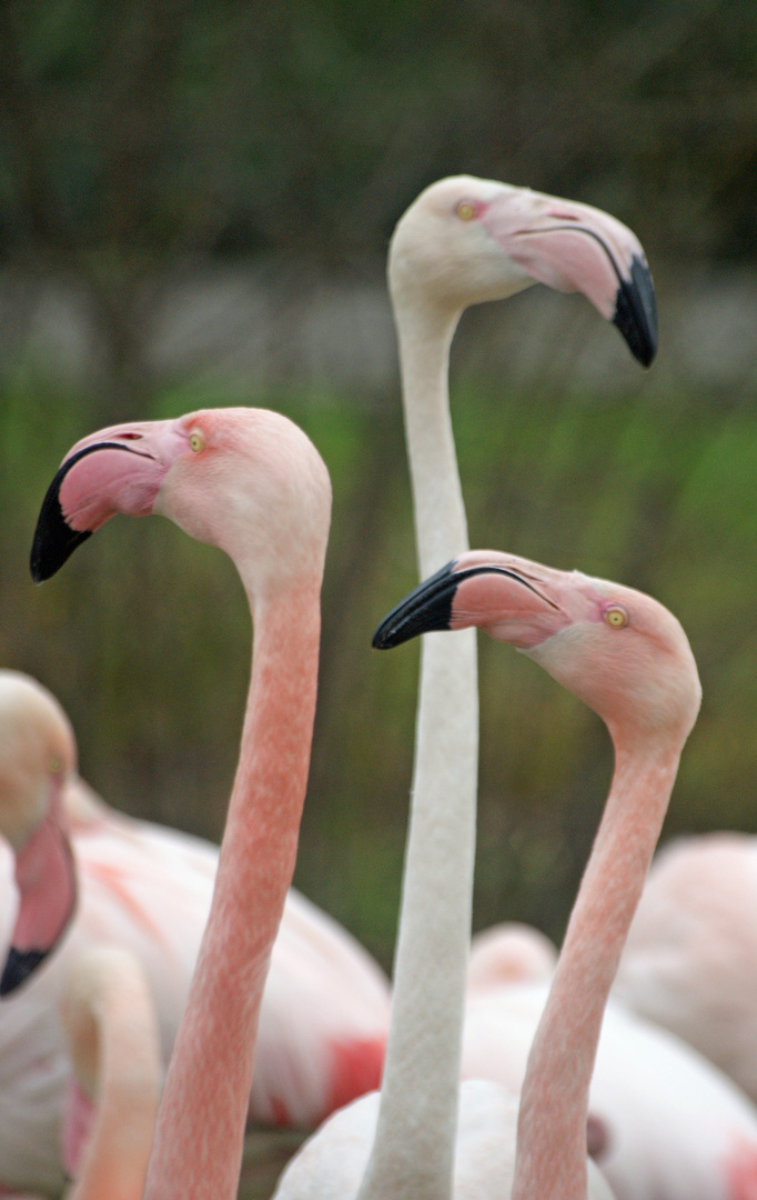 Gesichter aus dem Zoo 3