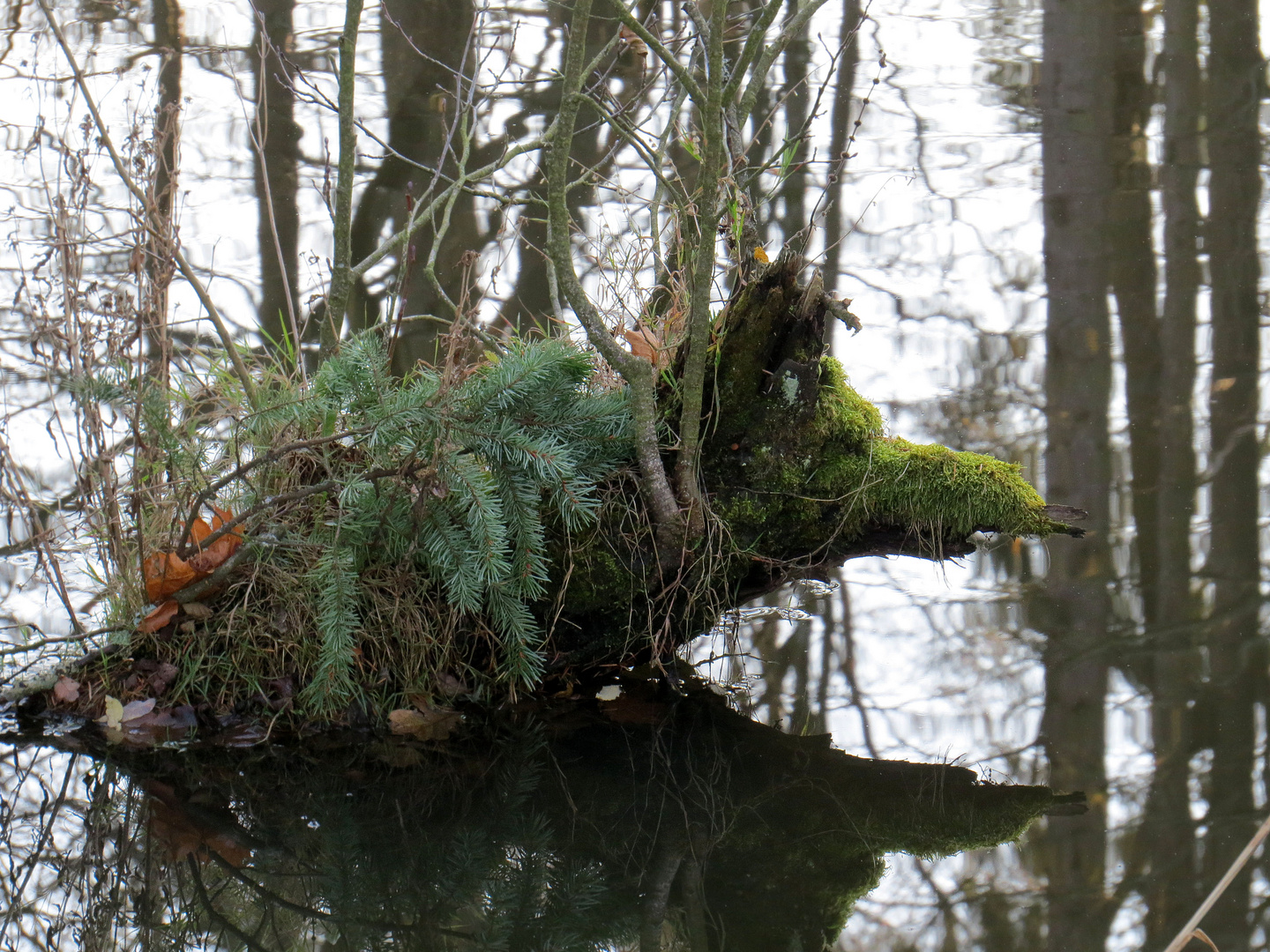 Gesichter der Natur "Wildschwein im Wasser"