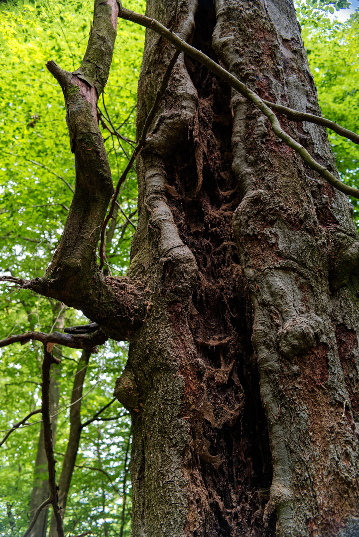 Gesichter des Waldes