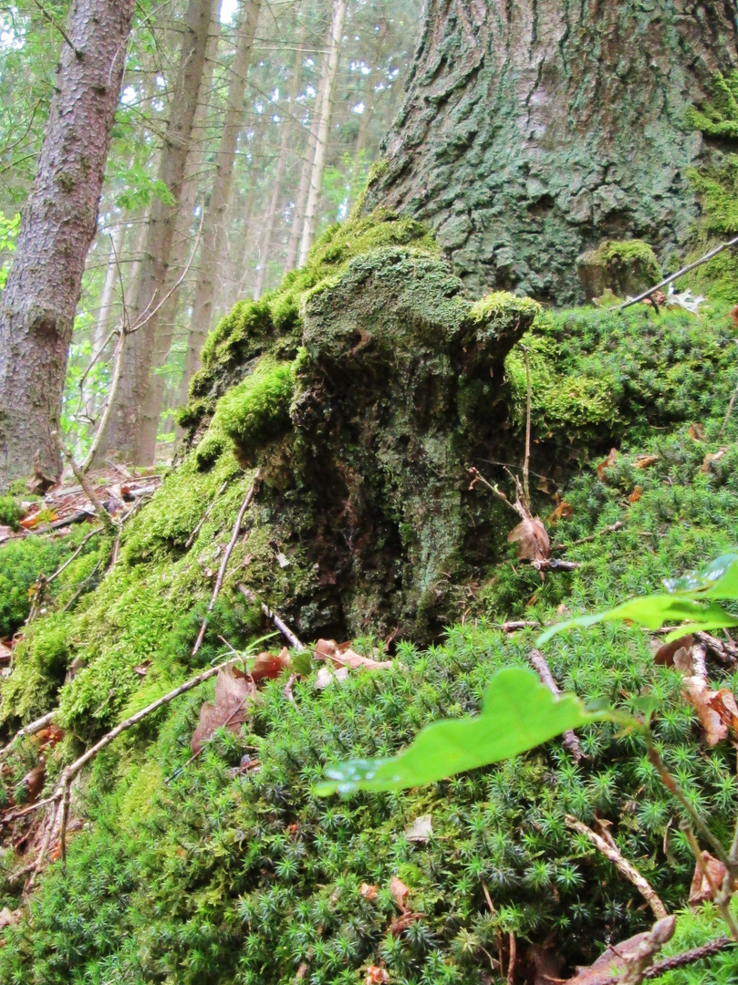 Gesichter des Waldes - Unterwegs im Bingerwald