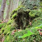 Gesichter des Waldes - Unterwegs im Bingerwald