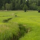 Gesichter einer Moorlandschaft