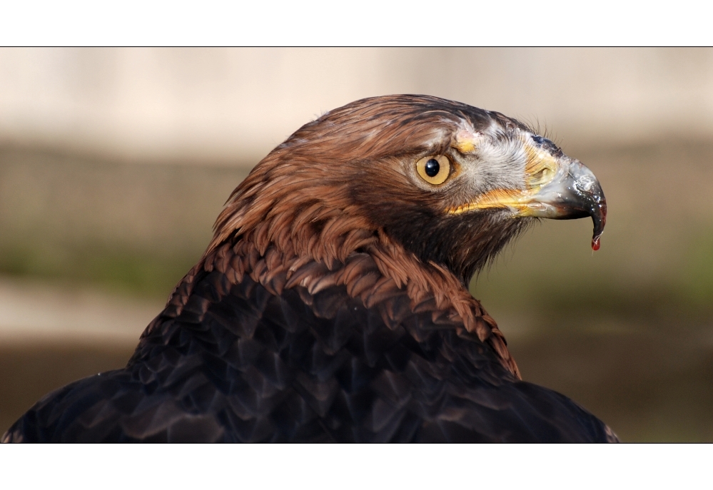 Gesichter im Vogelpark Niendorf [2]