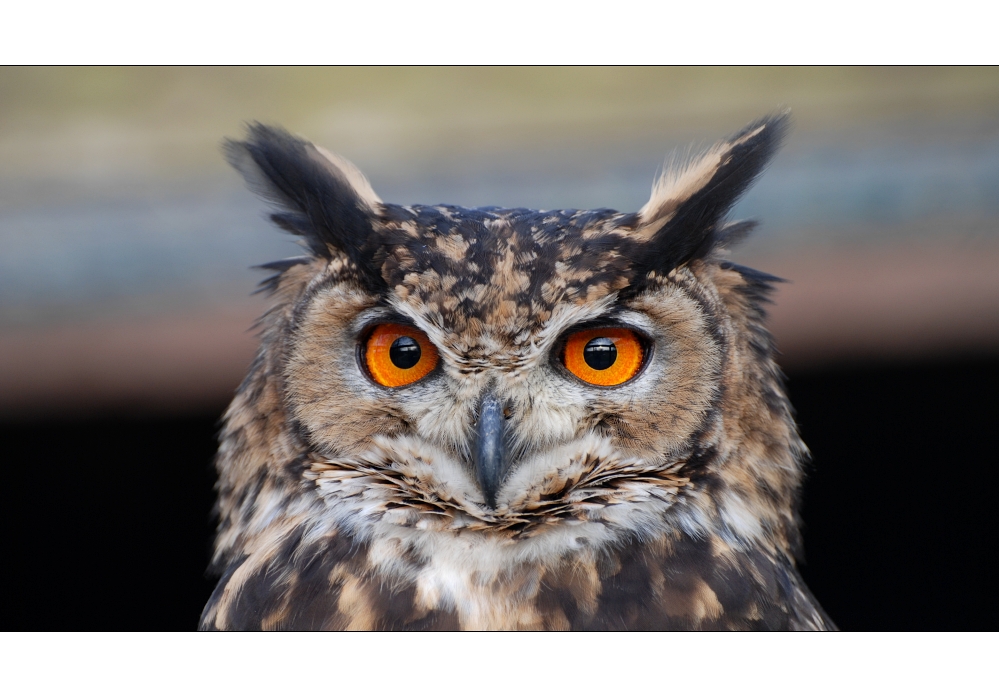 Gesichter im Vogelpark Niendorf [4]