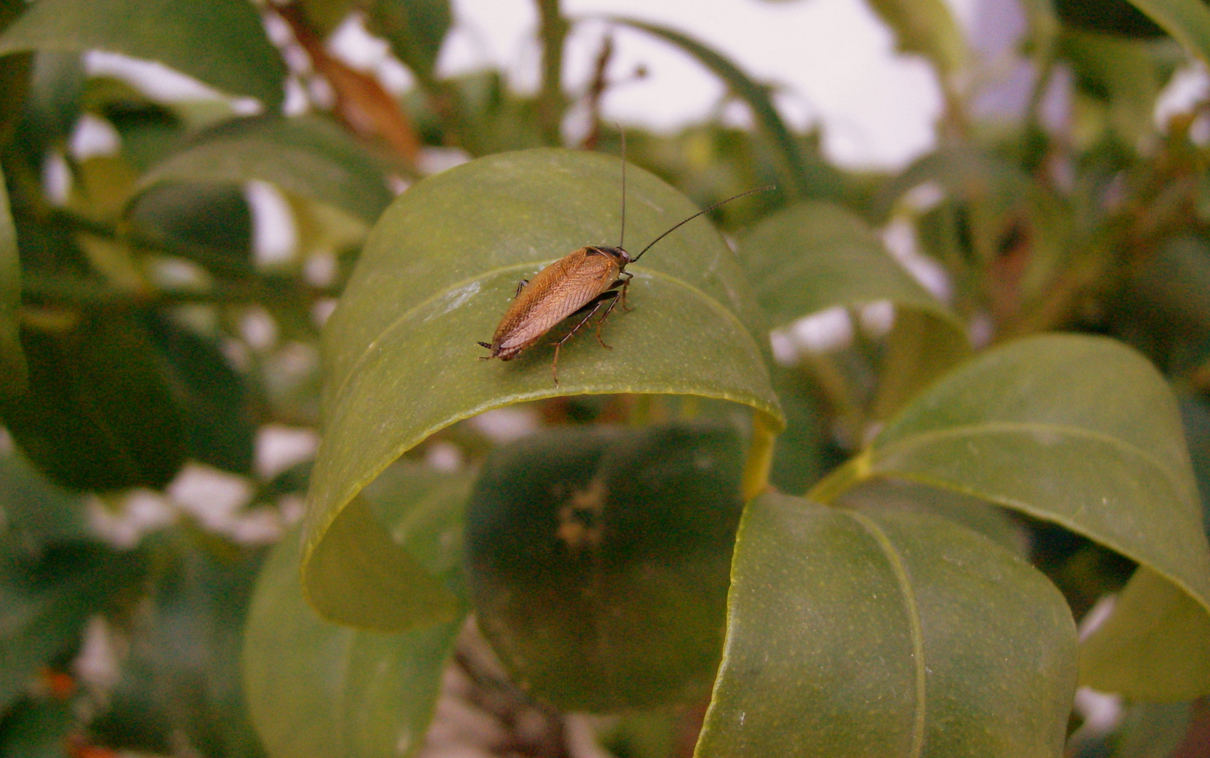 Gesichtet auf meiner Kumquat.......aber was ist es?