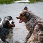 Gesichtsakrobaten beim Spielen