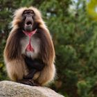 Gesichtsgymnastik im Einklang mit der Natur 