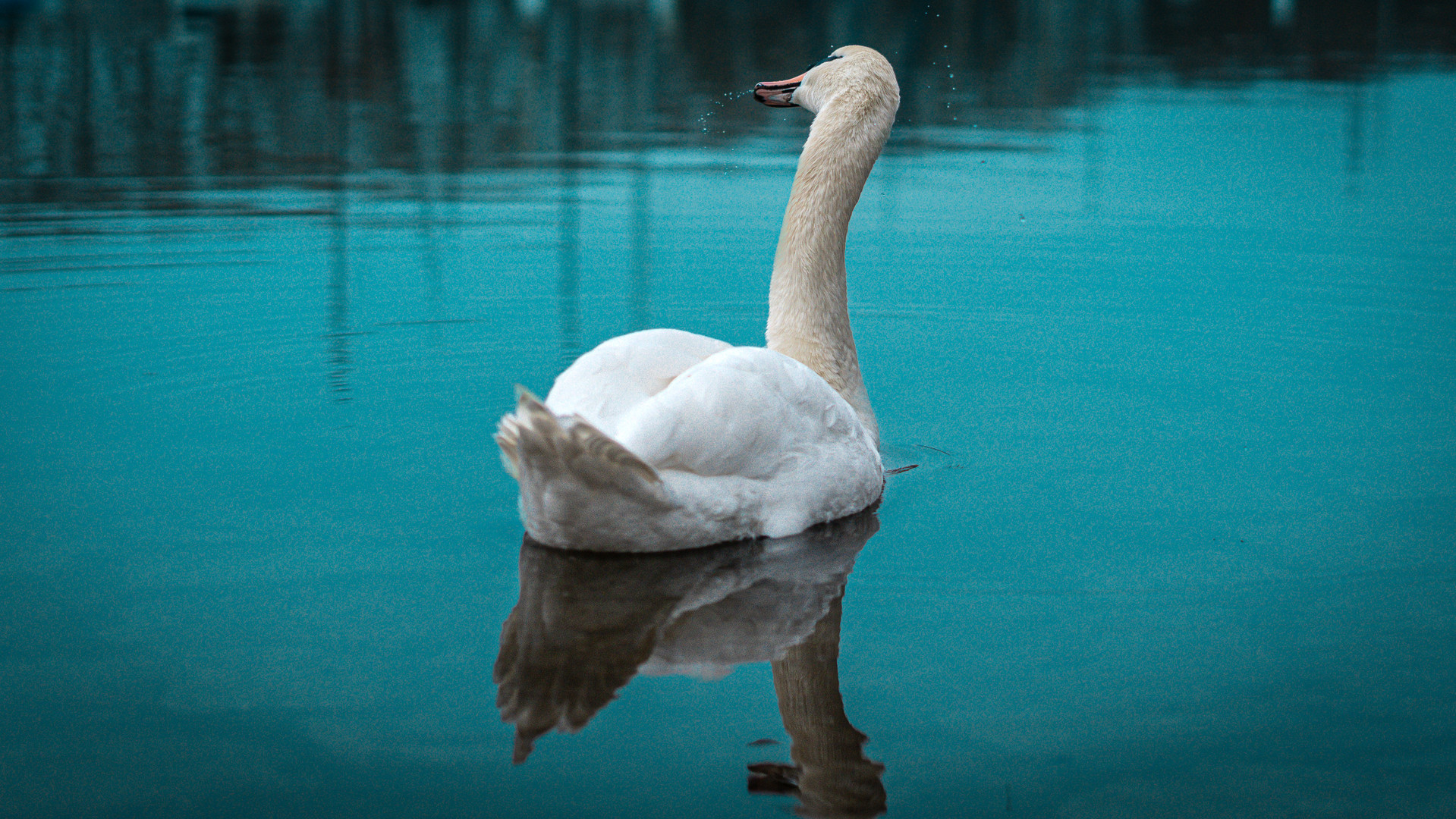 Gesichtsloser Schwan