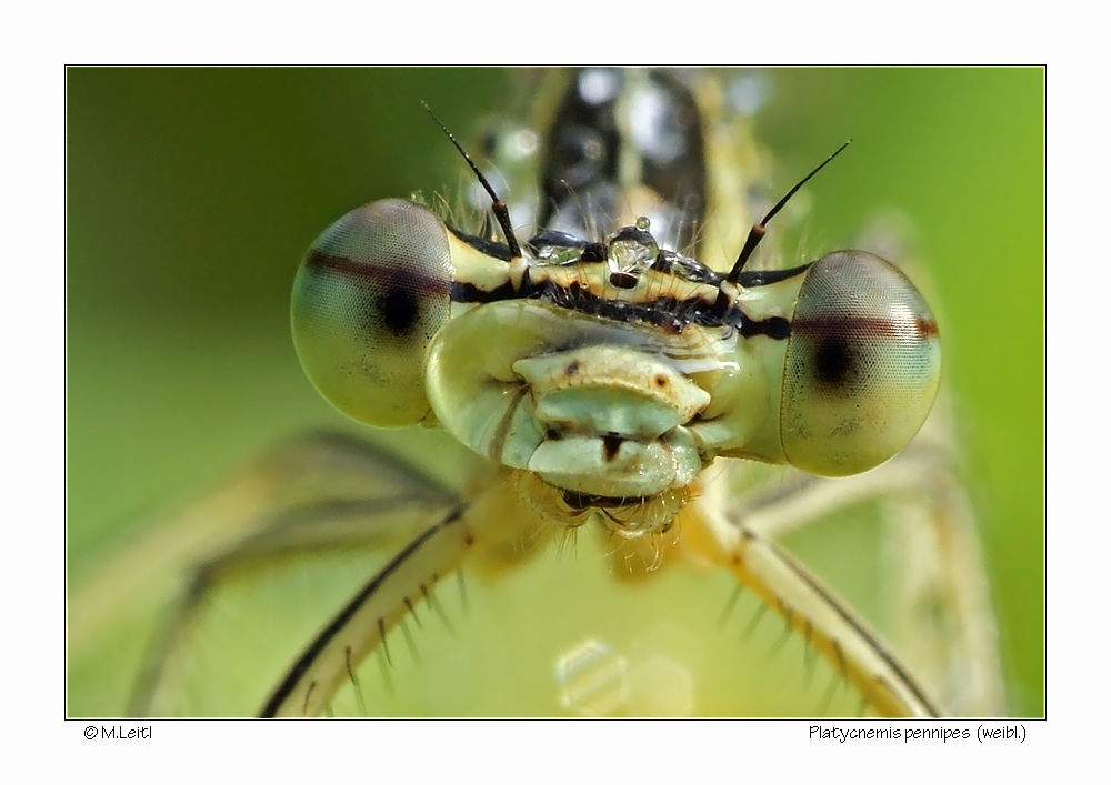 Gesichtswasser im Detail