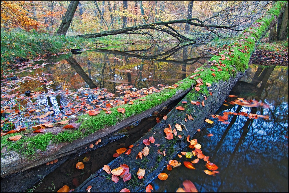 Gespalten im Herbst