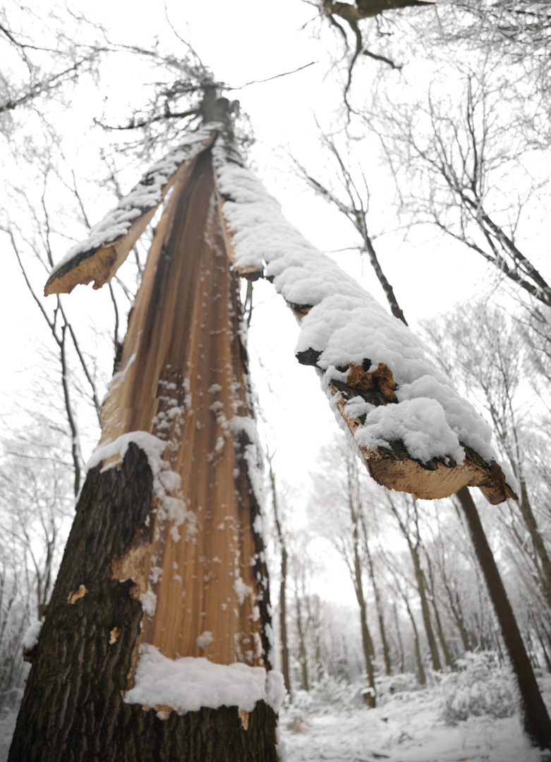 Gespaltener Baum