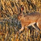 "Gespaltenes Ohr" in der Abendsonne