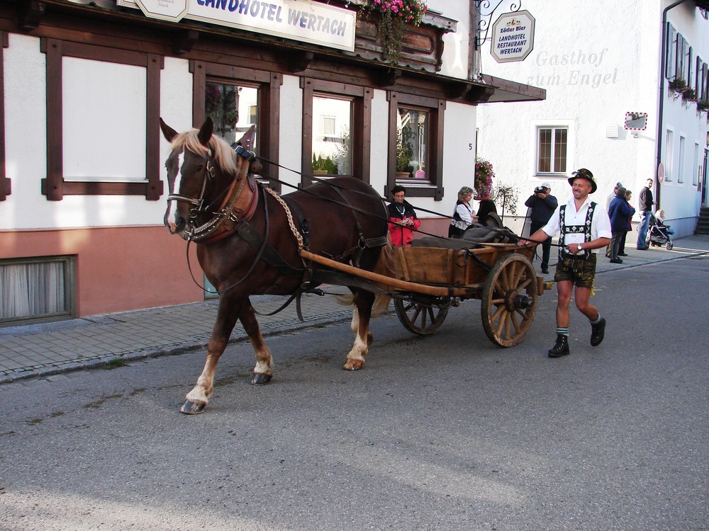 Gespann beim Almabtrieb im Allgäu