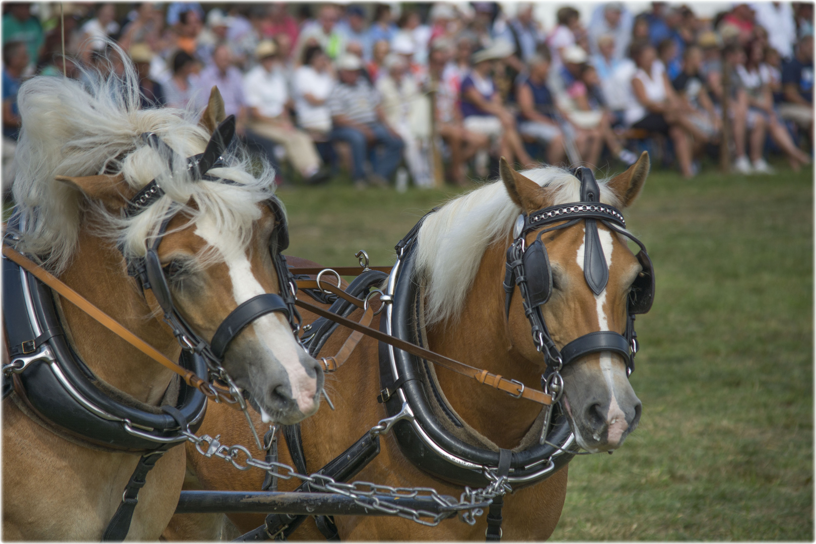 Gespann Haflinger