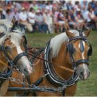 Gespann Haflinger