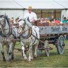 Gespann Noriker mit Erzwagen