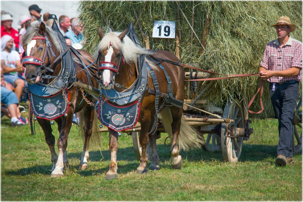 Gespann Schwarzwälder mit Heuwagen