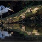 Gespannt, wie ein Flitzbogen - Wo ist der Fisch?