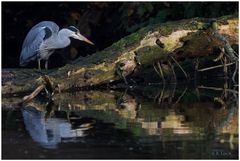 Gespannt, wie ein Flitzbogen - Wo ist der Fisch?