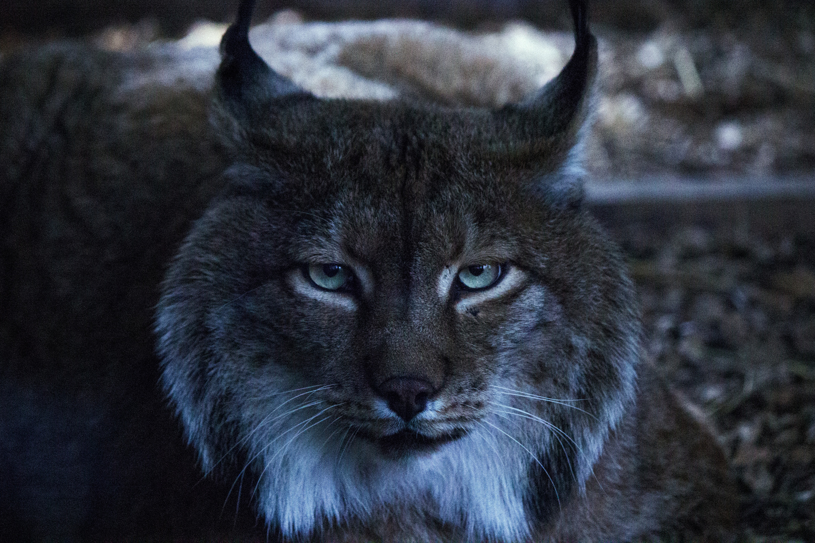 Gespannter Luchs