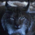 Gespannter Luchs