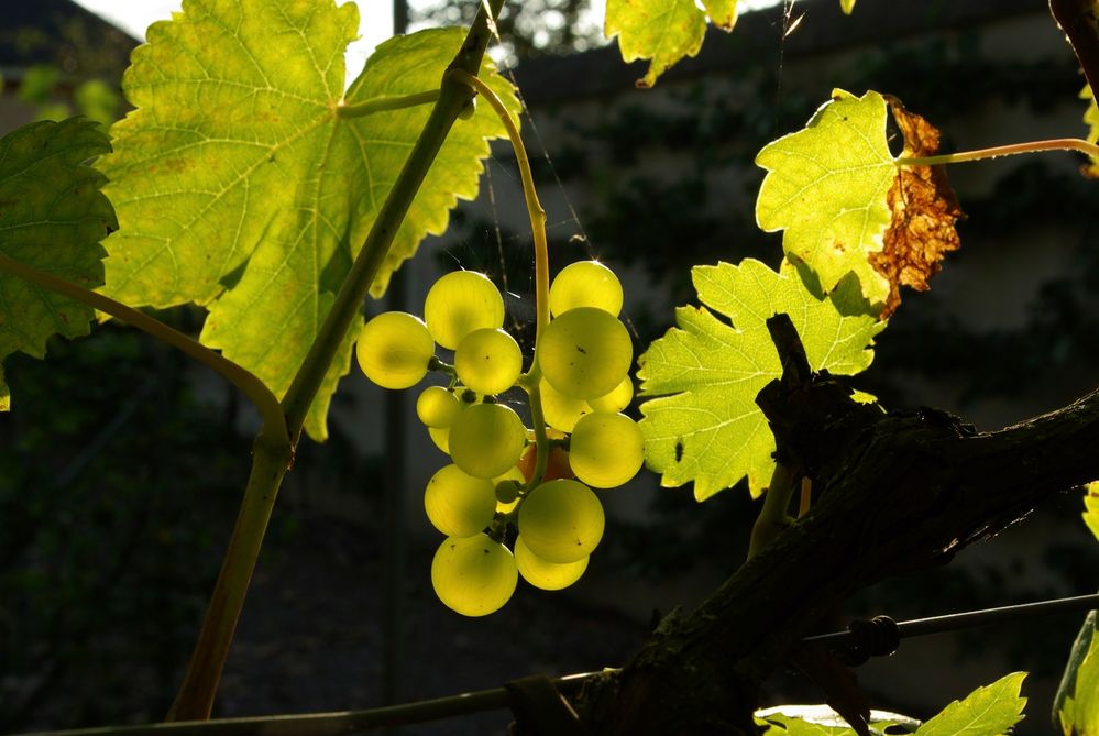 Gespeichertes Sonnenlich von roman-müller 