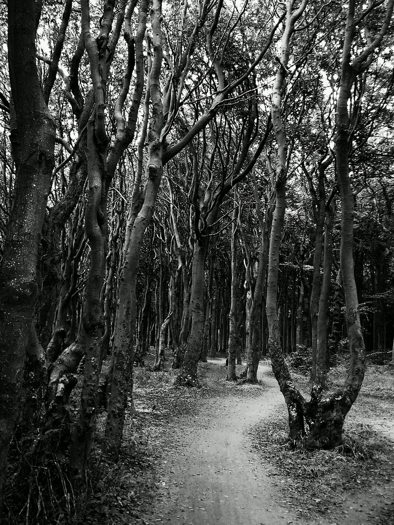 Gespenster Wald Nienhagen