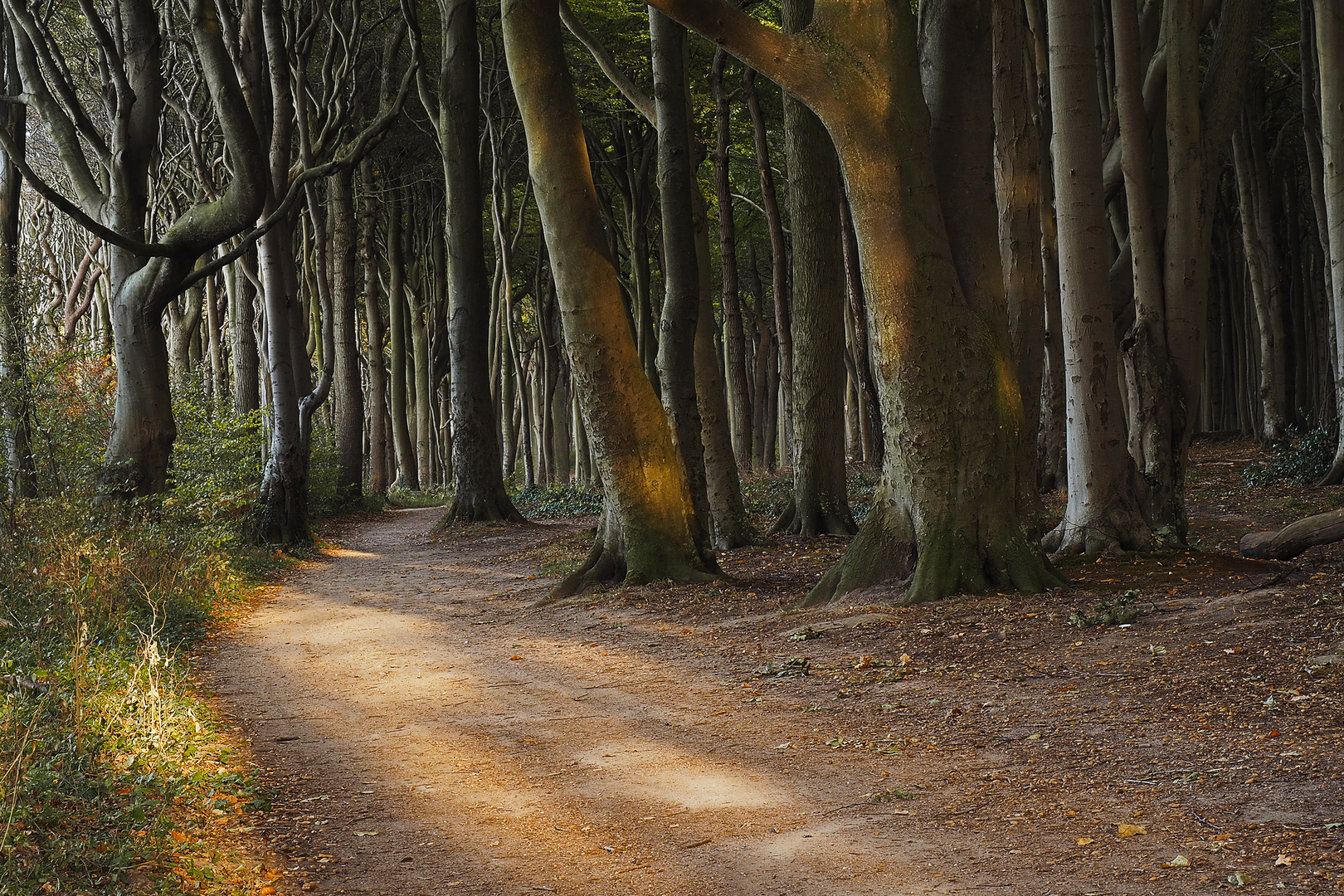 gespenster.wald