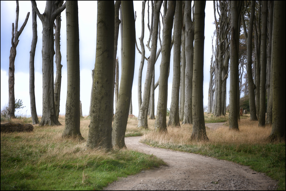 [ Gespensterwald ]