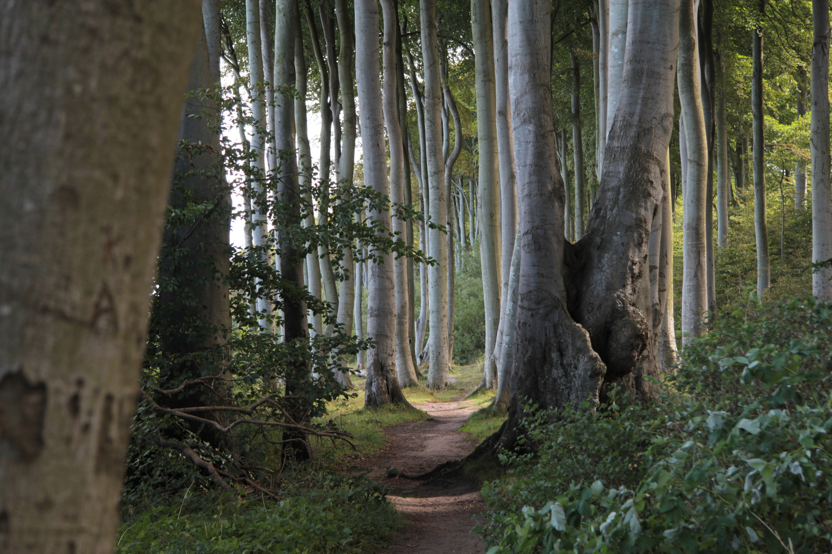 Gespensterwald.