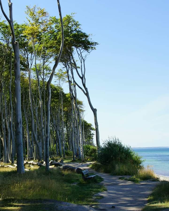 Gespensterwald am Meer