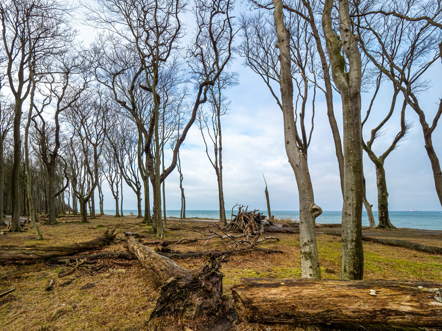 Gespensterwald an der Ostsee