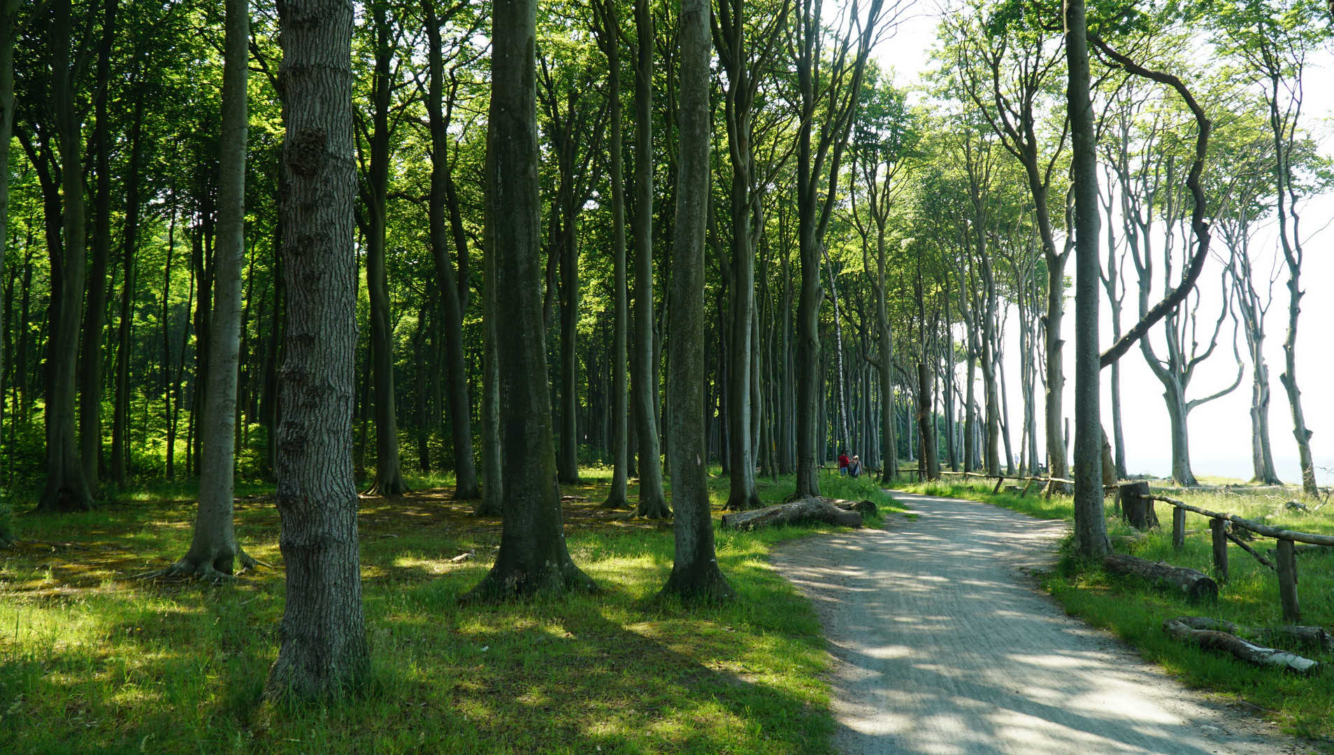 Gespensterwald an der Ostsee