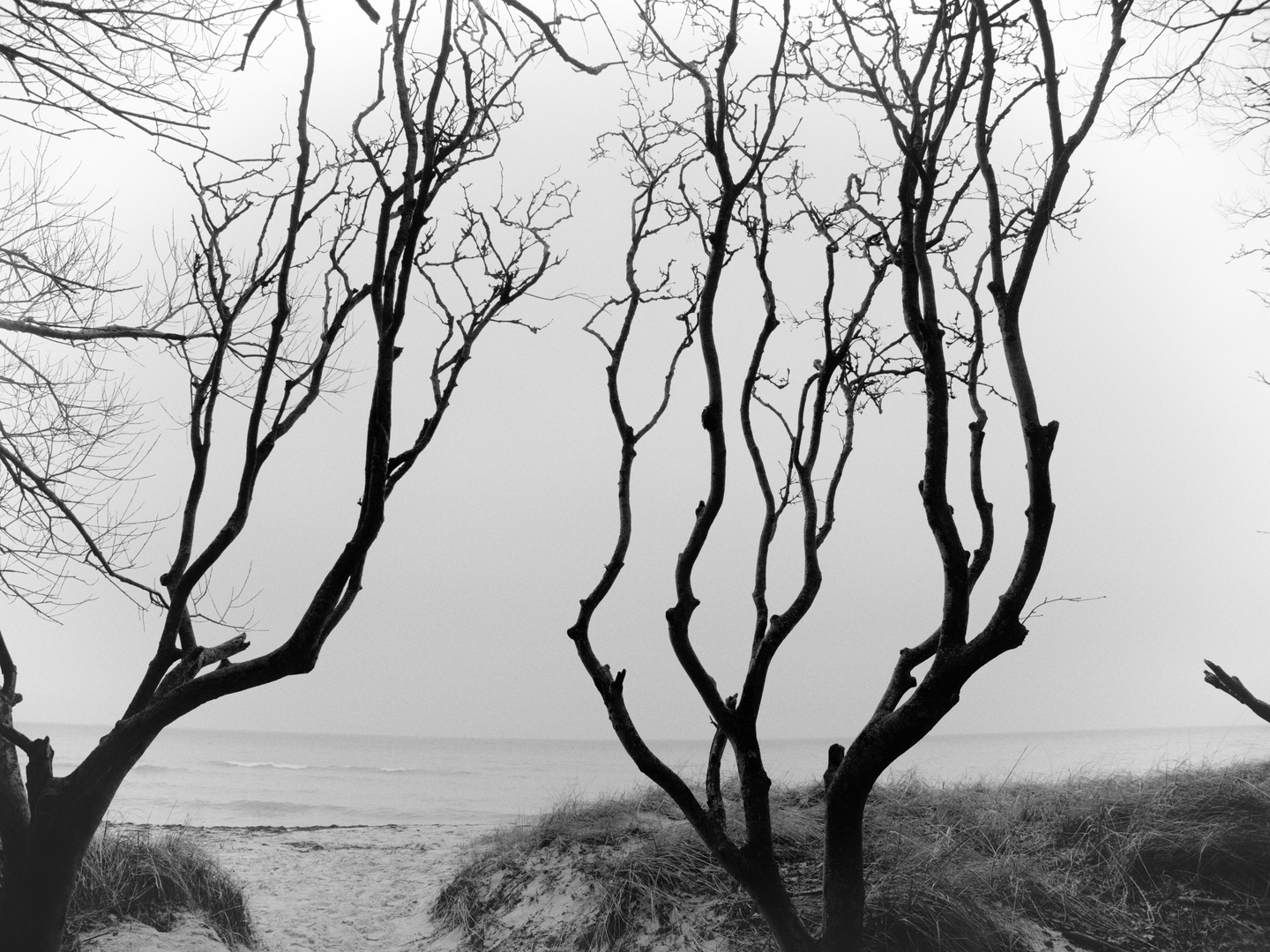 Gespensterwald auf der Insel Poel