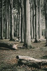Gespensterwald bei Nienhagen