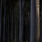 Gespensterwald bei Nienhagen