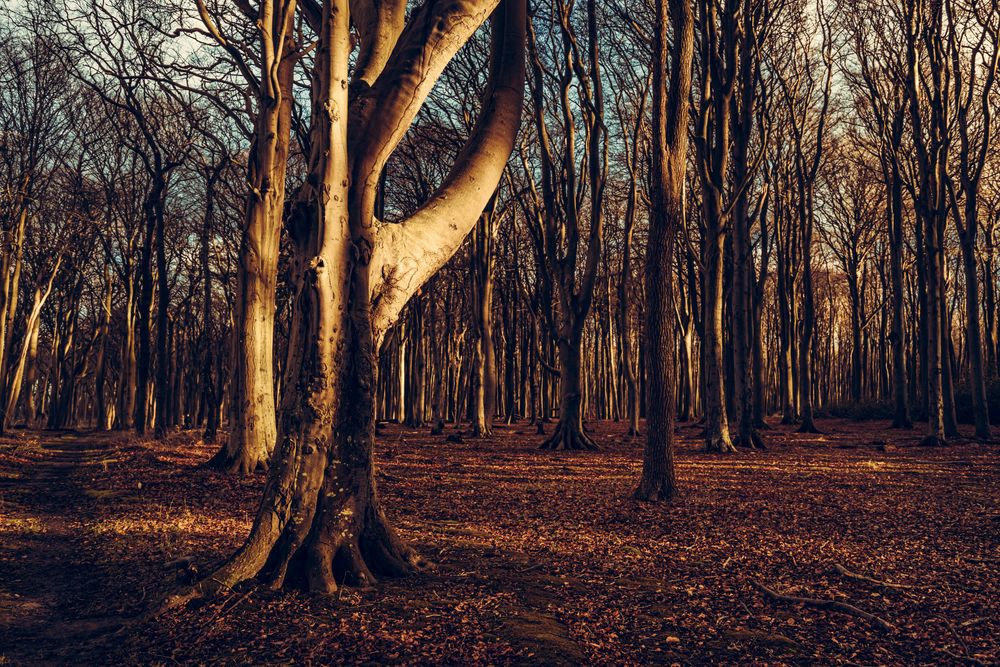 Gespensterwald bei Nienhagen