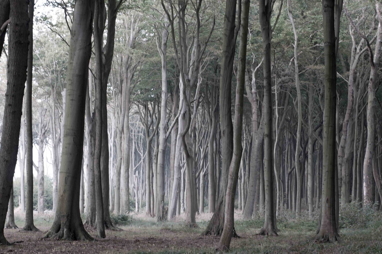 Gespensterwald bei Nienhagen (Vorpommern)