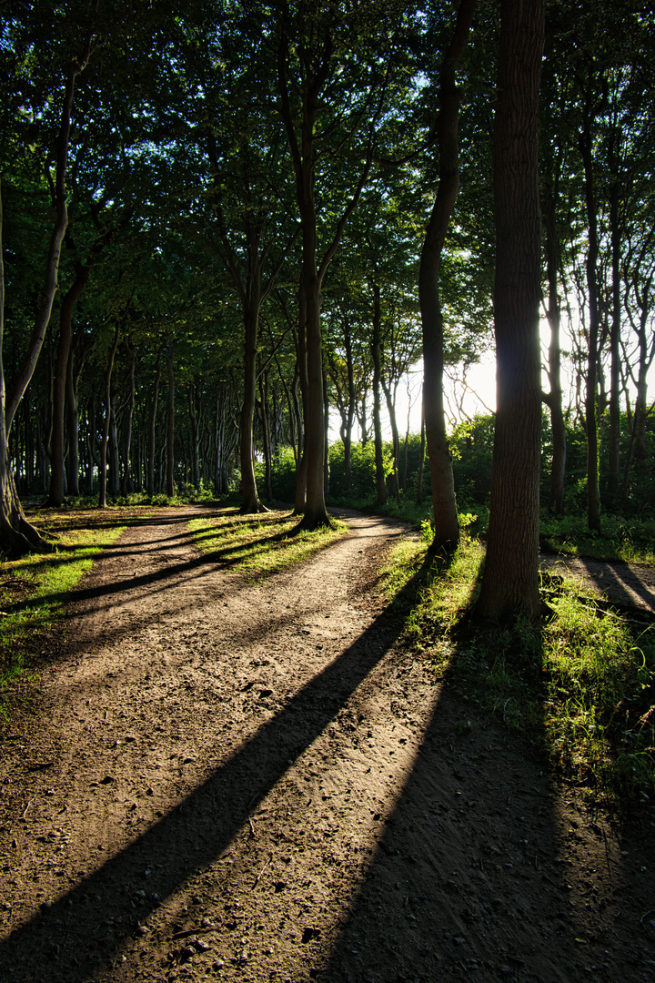 Gespensterwald bei tief stehender Sonne