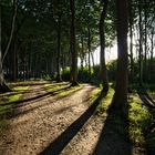 Gespensterwald bei tief stehender Sonne