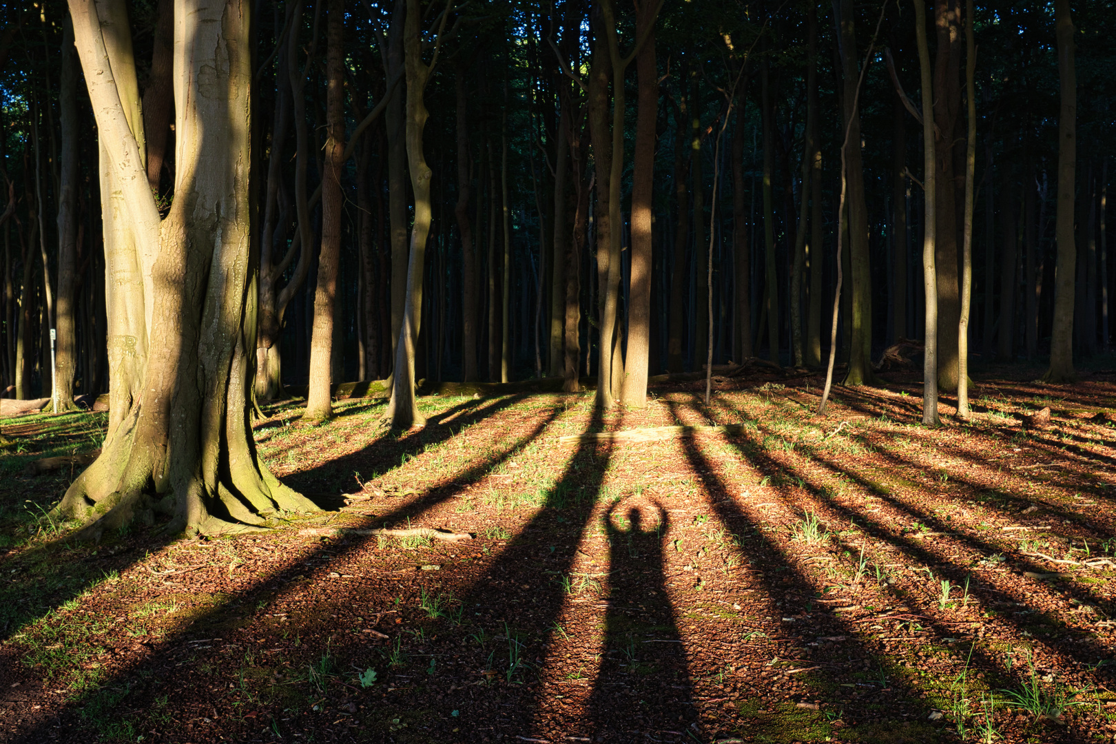 Gespensterwald bei tief stehender Sonne