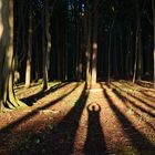 Gespensterwald bei tief stehender Sonne