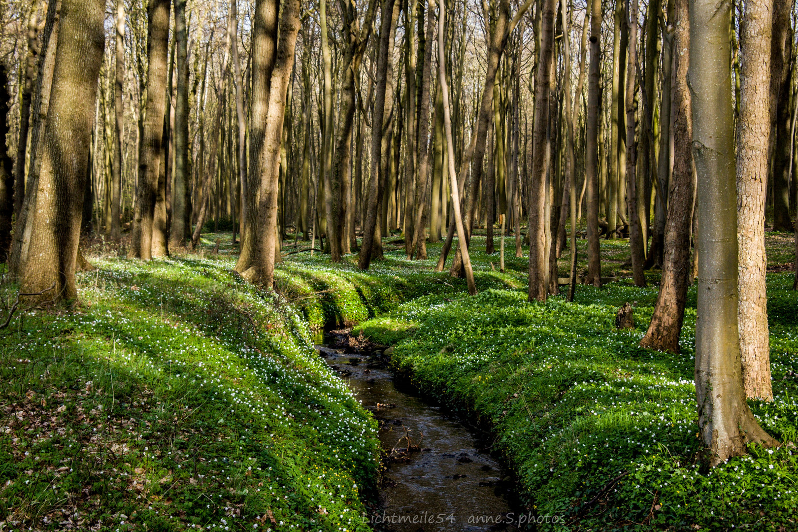 Gespensterwald im Frühling