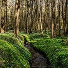 Gespensterwald im Frühling