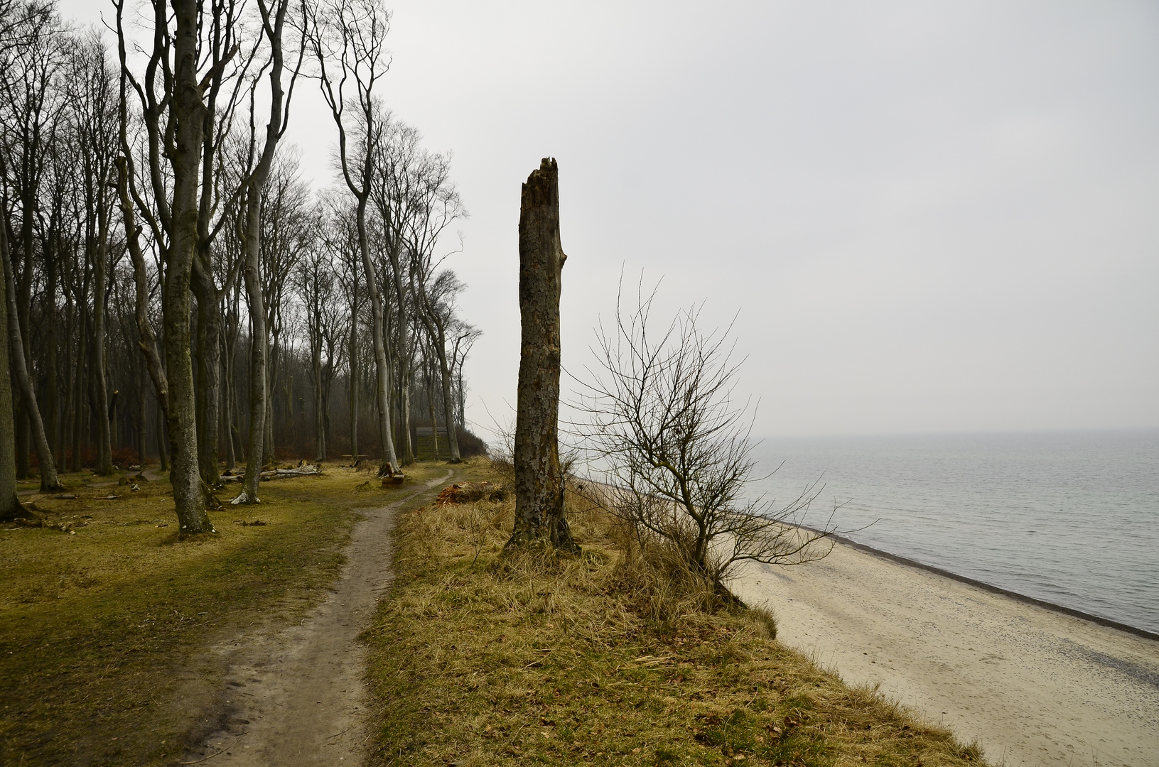 Gespensterwald im März