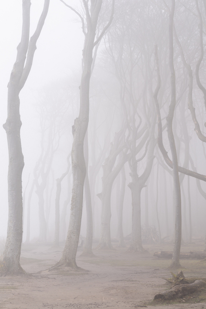 Gespensterwald im Nebel