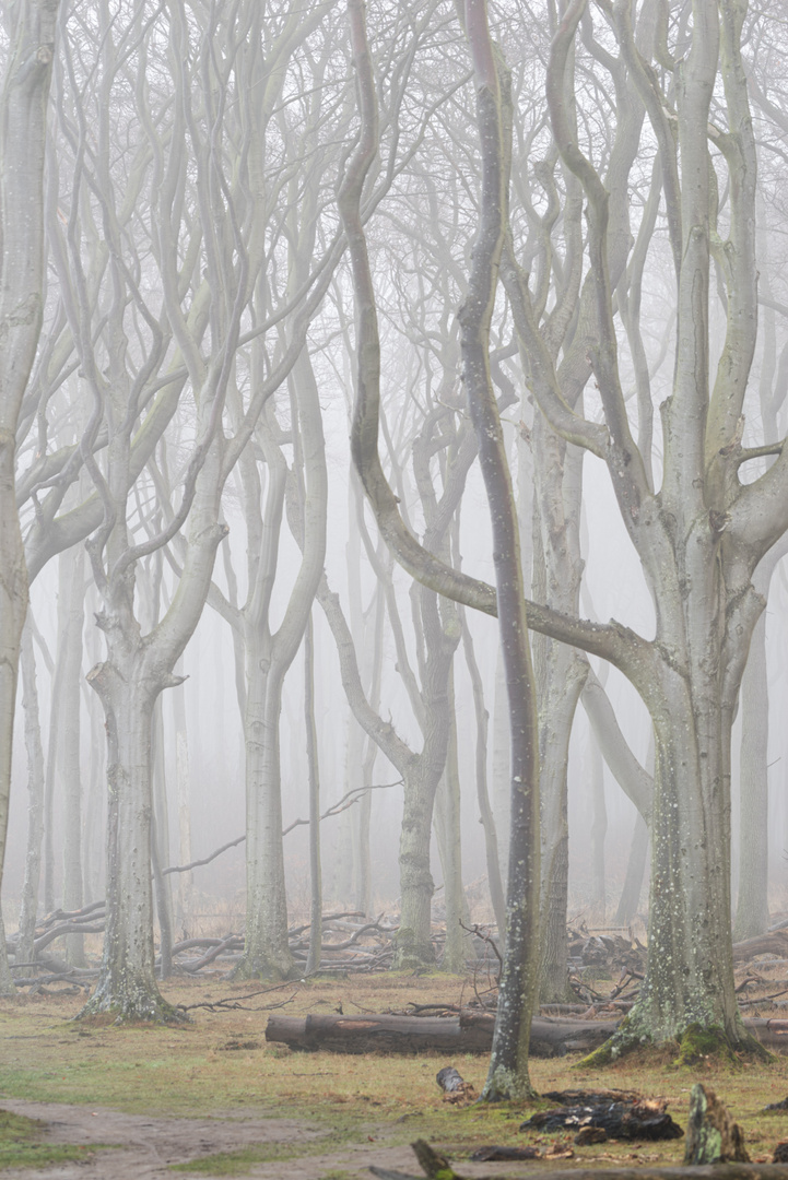 Gespensterwald im Nebel II