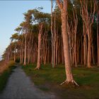 GESPENSTERWALD IM ROTLICHT