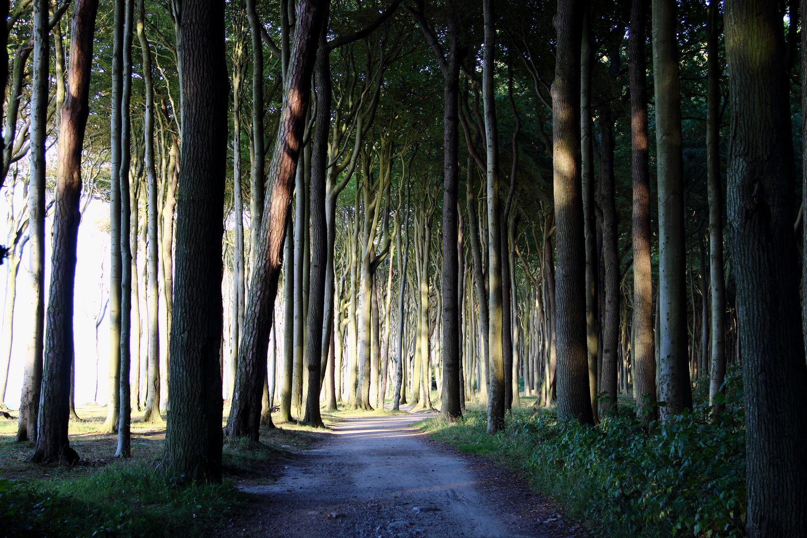 Gespensterwald im Sommer