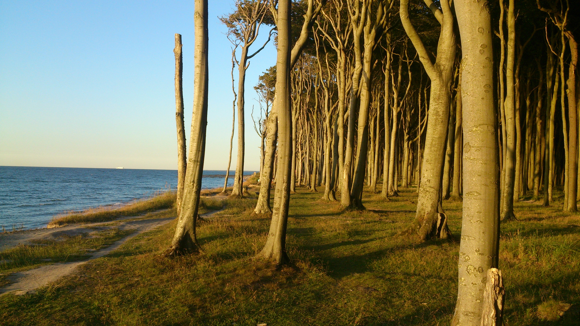 Gespensterwald in Nienhagen